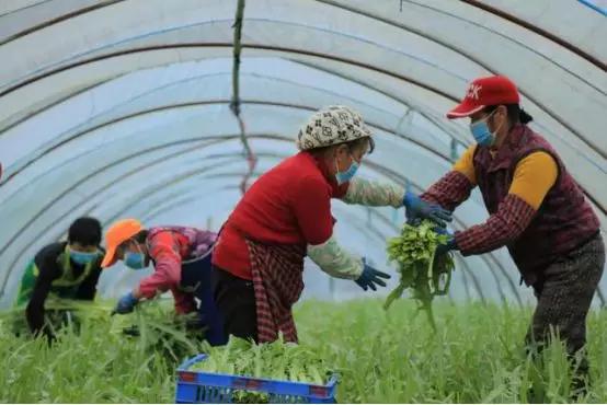 南昌与深圳蔬菜报价及市场走势与影响因素解析