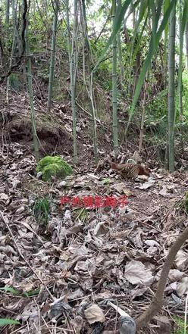 最新抓群竹鸡视频，探索与赏析之旅