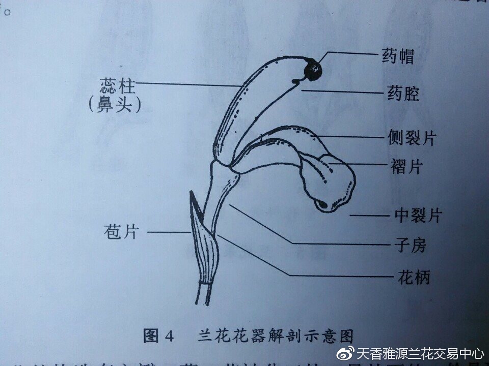 国产日产精品久久久久兰花_最新正品解剖落实_尊贵版56.216.37.157